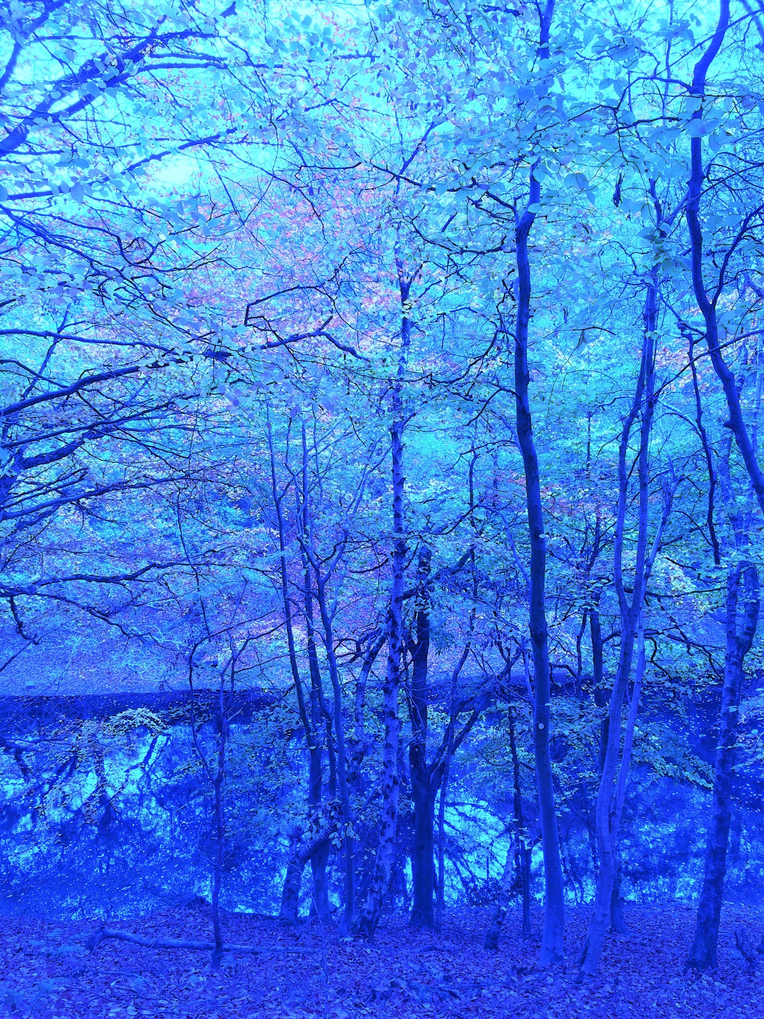 A forest with a blue tint.