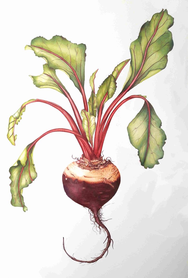 A drawing/painting of a turnip showing the root and leaves.