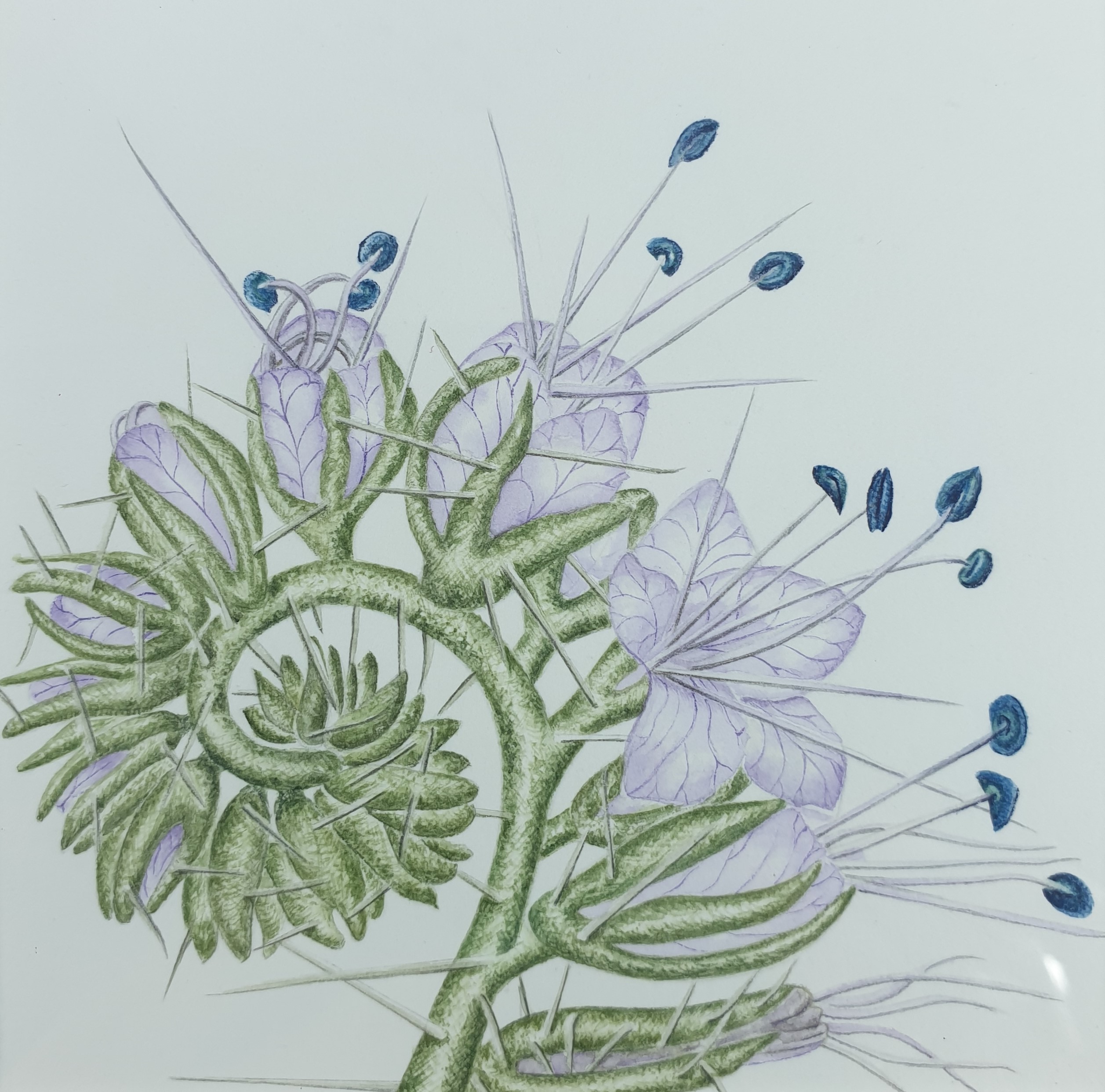 A delicate painting of a spiny flower curled in on itself.